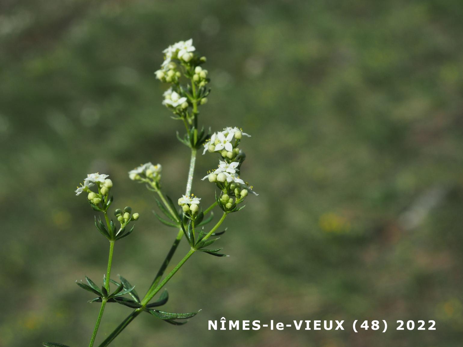 Bedstraw, [Mossy]